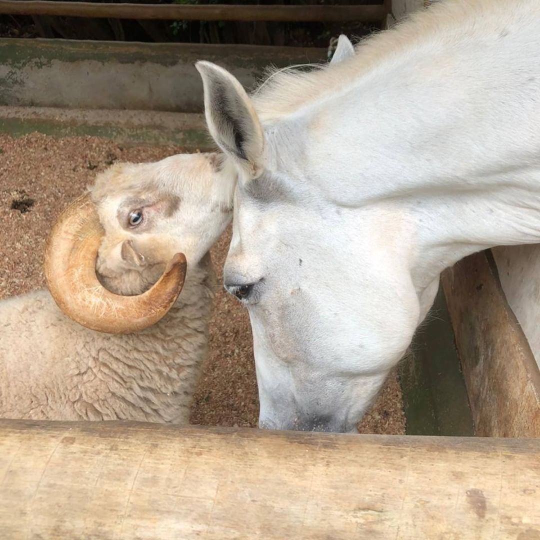 103944900_2585319035068695_1669402361257922999_n