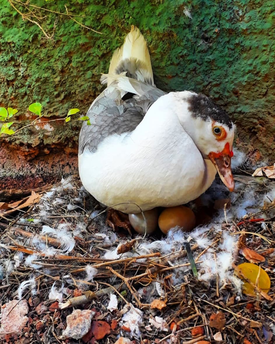 108730145_606930536913682_6788814381470673526_n