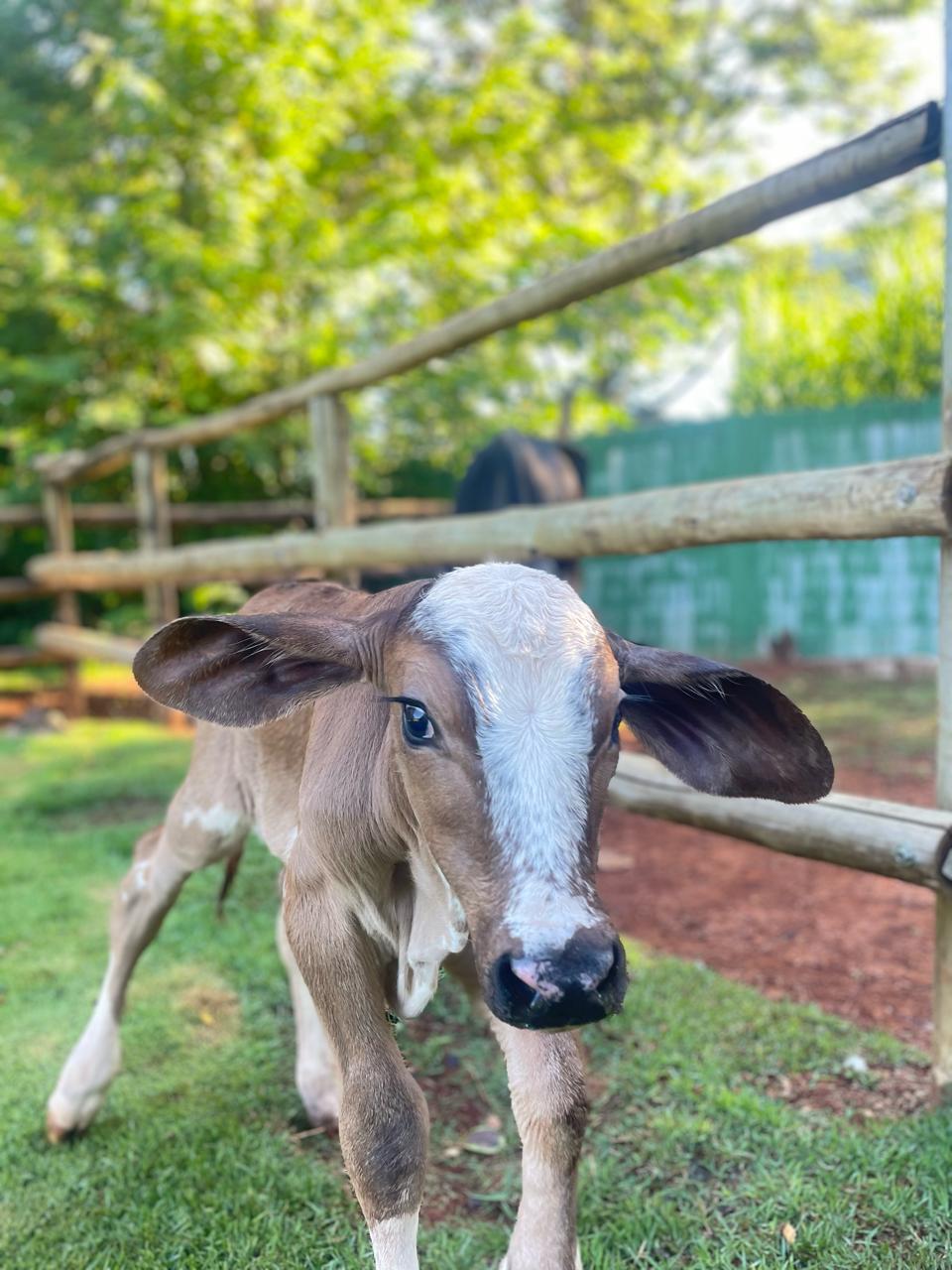 fazendinha vale amanhecer - bezerro