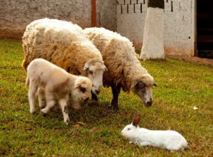 foto_album28_3_0526507001387303658_5045