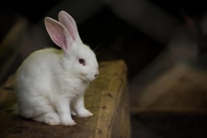 17333327_1739959079648204_6539640062429102080_n